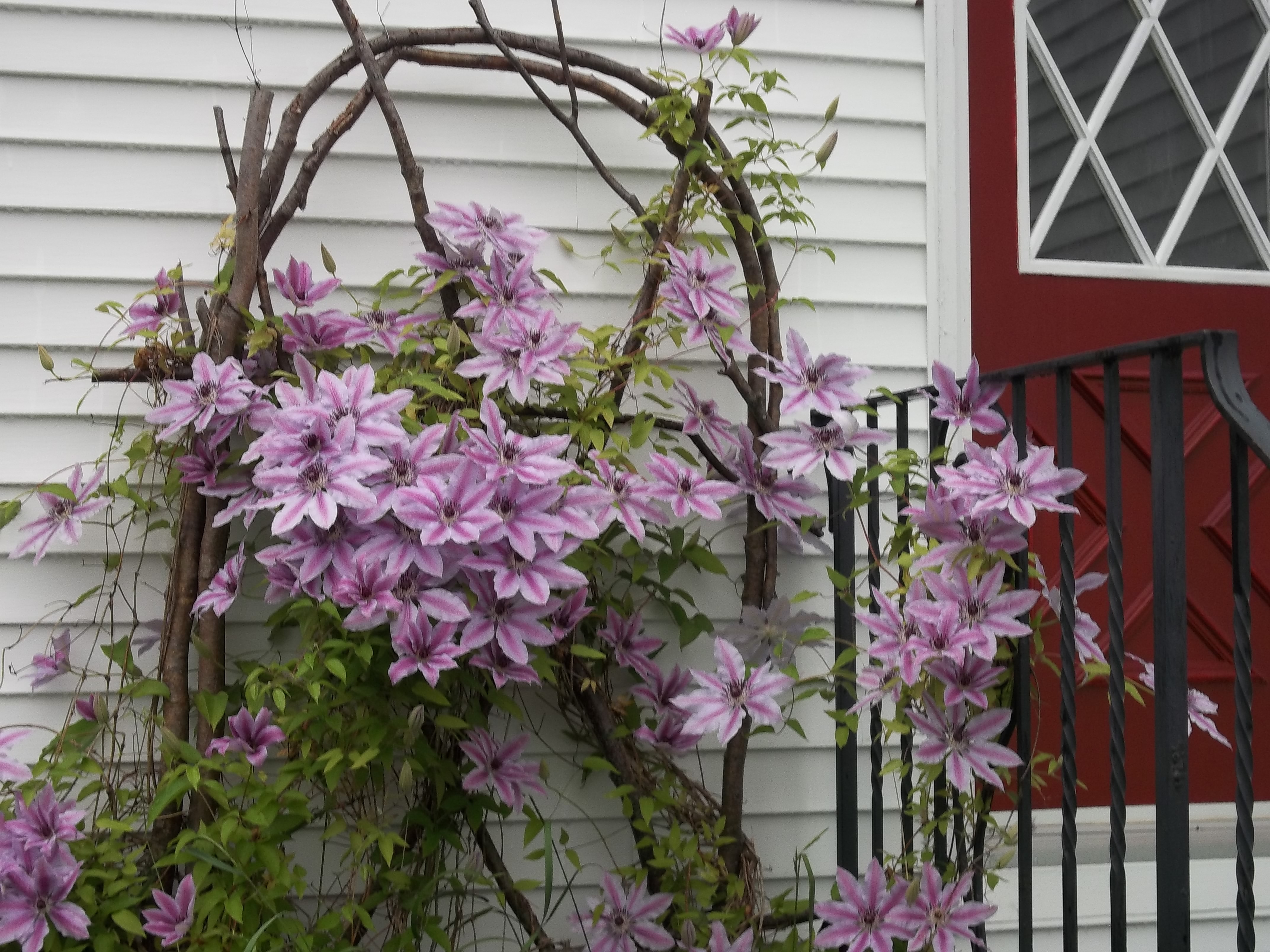 Trellis - Alder - Linseed Oil - Price:$25-$50